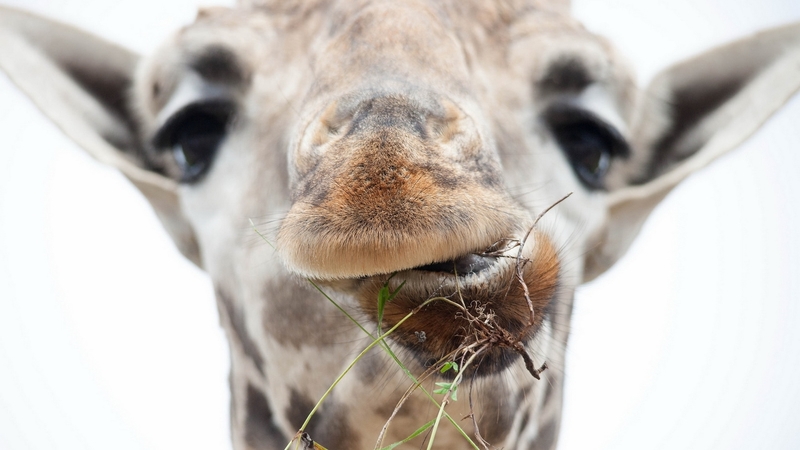 face, funny, giraffe, animal