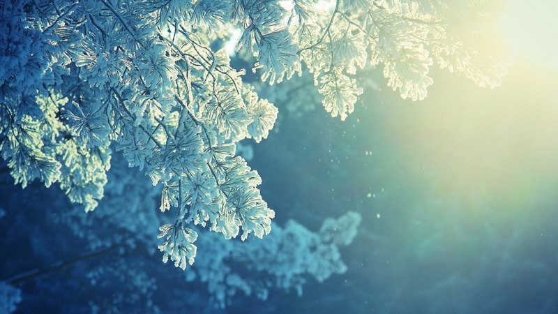tree, leaves, snow, sun light