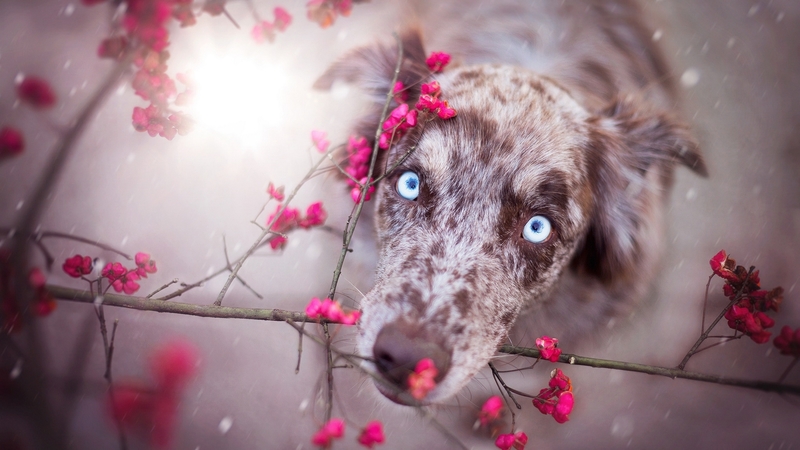 australian shepherd, bloom, caine, spring, animal, cute, flower, face, blue eyes, pink, dog