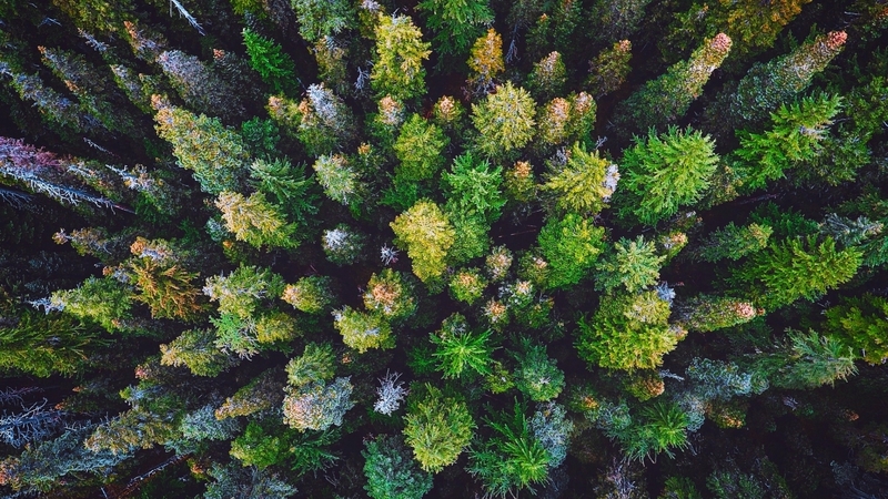 tree, nature, forest, leaf