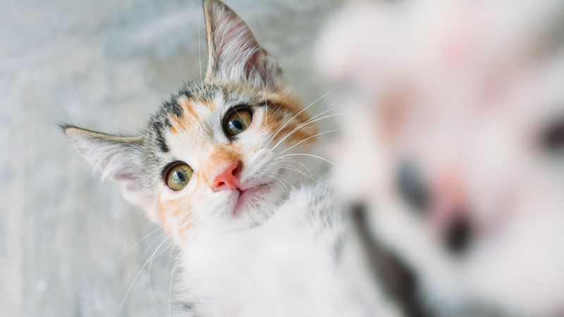kitten, cat, selfie, 4k