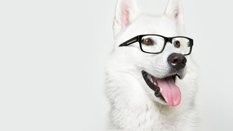 pretty, lovely, playful dog, playful, beautiful, sweet, dog face, cute, puppies, face, animals, dogs, puppy
