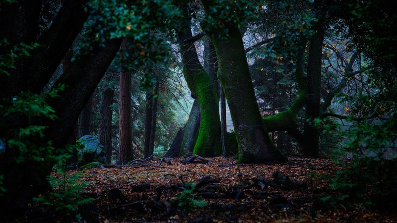 trees, autumn, moss, foliage, forest, 4k