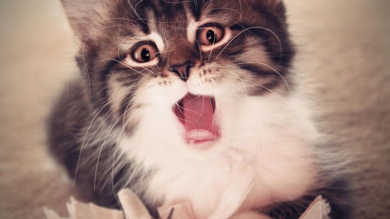 cute, surprised, funny, cat, kitten, tongue, animal