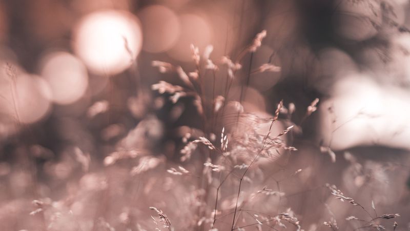 grass, glare, plant, field, 4k