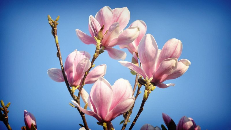 flower, nature, magnolia spring, sky, pink, blue