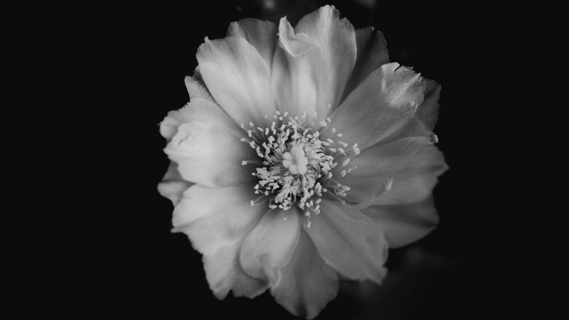 flower, bw, bud, petals, 4k