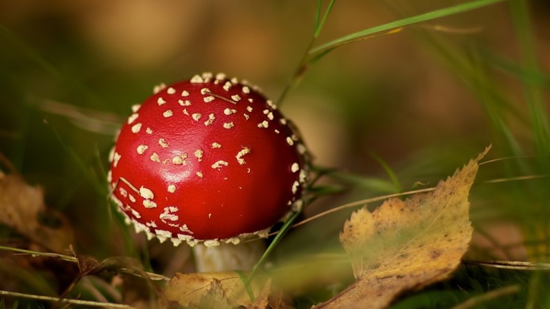 red, forest, autumn, leaves, points, mushroom