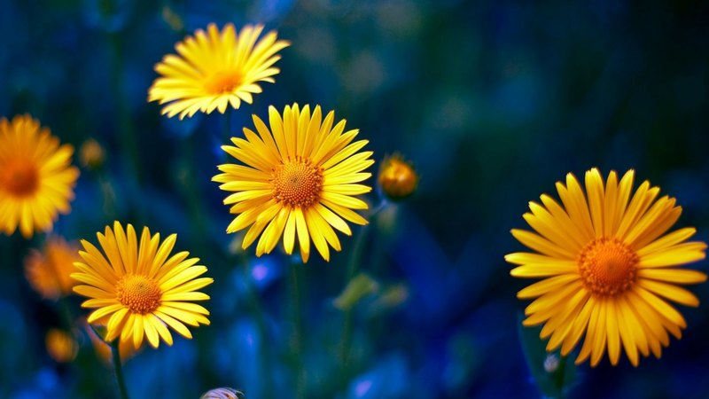 flower, yellow, flowers, nature