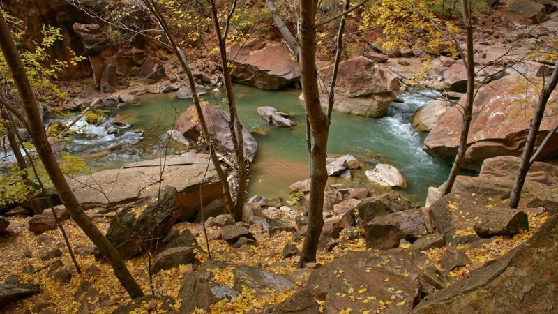 forest, autumn, rock, trees, trunks, leaves, daylight, water, flowing, day, nature, river