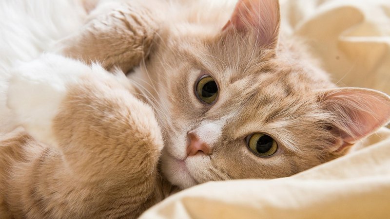 pretty, beautiful, sweet, beauty, face, sleepy, animals, lovely, kitty, cat, sleeping, cat face, hat, cute, paws, cats, kitten