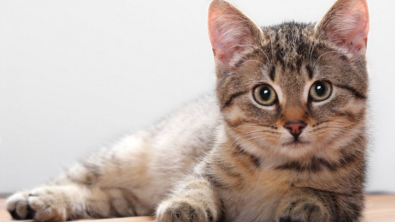 cat, cats, animals, animal
