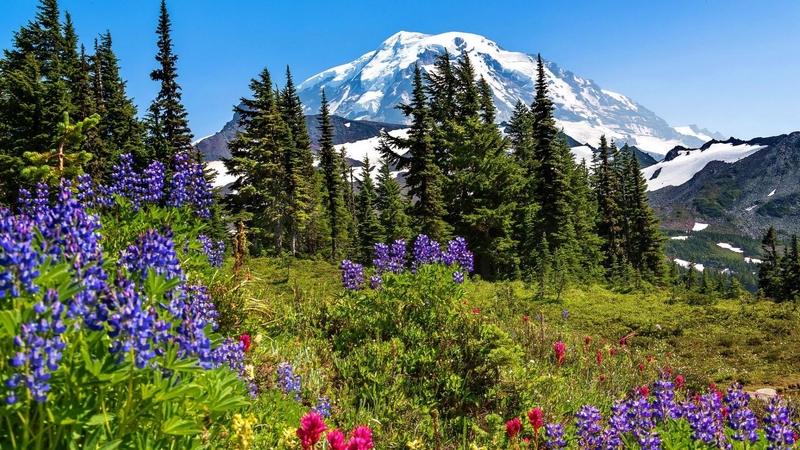 snow, mountains, slope, flowers, nature, spring, trees