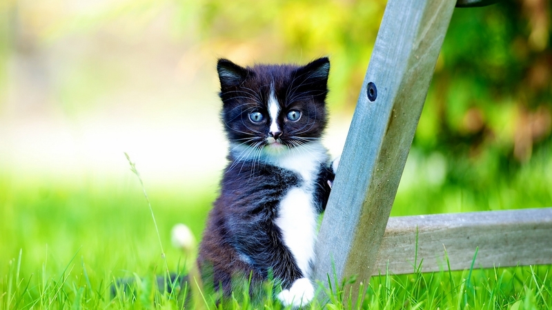 grass, black, ladder, white, cat, kitten, blue eyes