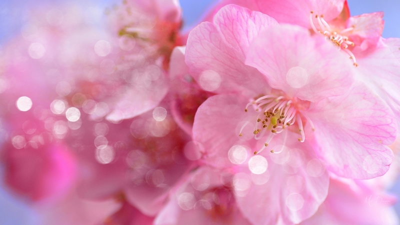 flowers, spring, blooms, plum blossoms, pink, firefox persona theme, cherry blossoms