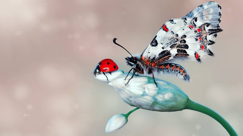 red, ladybug, green, butterfly, insect, flower, white