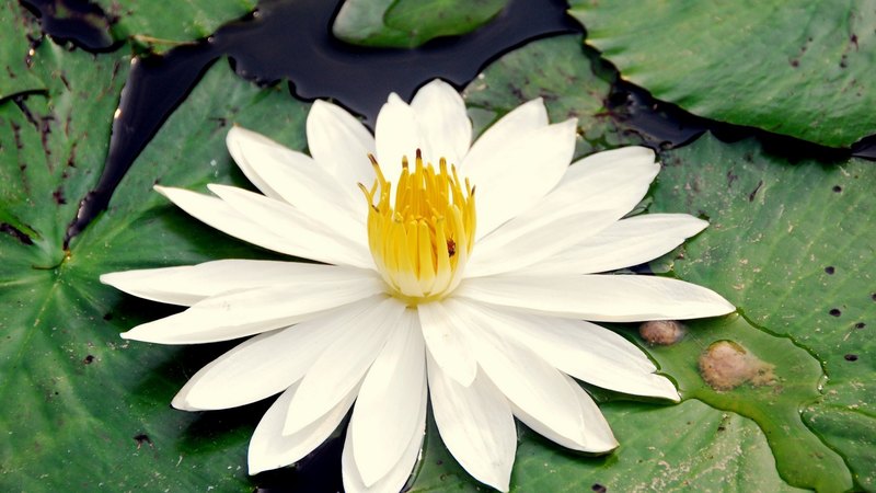 flowers, nature, white water lily, white, water lilies