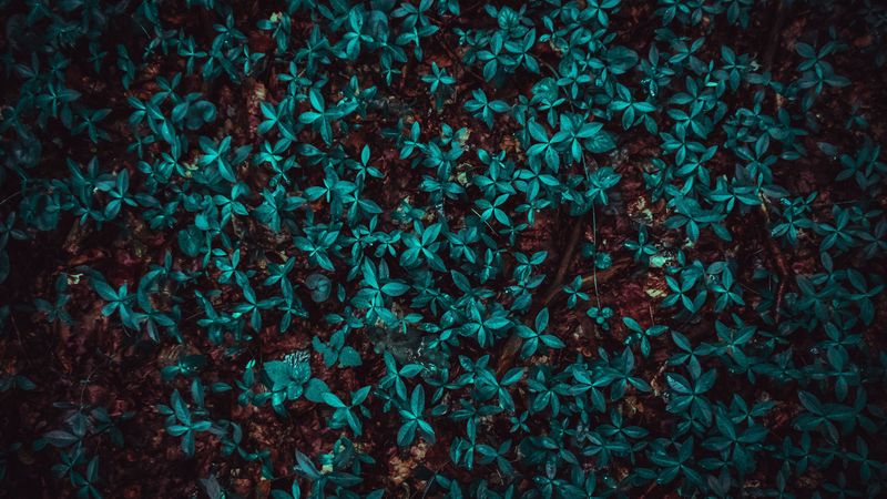 leaves, plant, forest, 4k