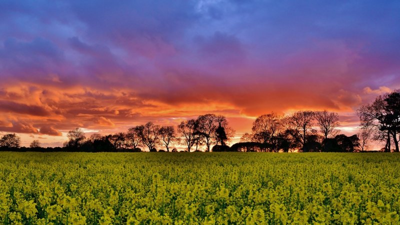 flowers, sunset, trees, clouds, field