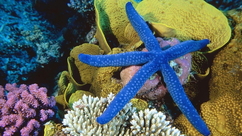 sea, starfish, coral, nature