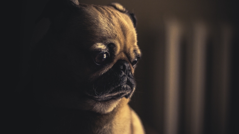 nature, pug, dog, animal