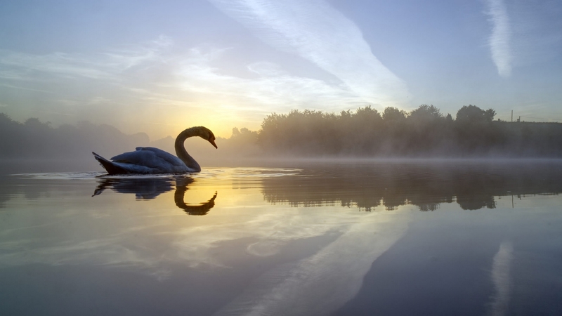 nature, bird, swan, animal