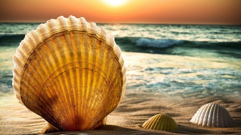 beach, seashell, lovely, nature, sea