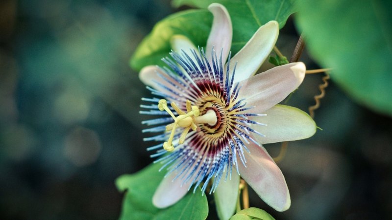 photo, romance, floral, photography, love, wide screen, flower, beauty, passion flower