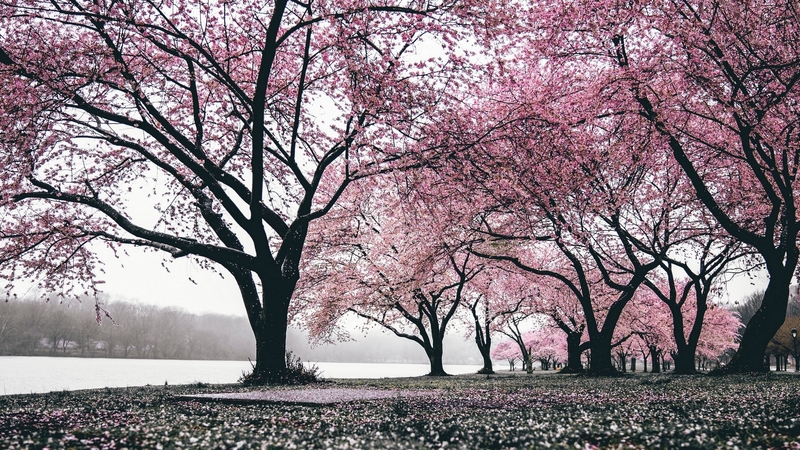 tree, banter snaps, punk, sakura, black, flower