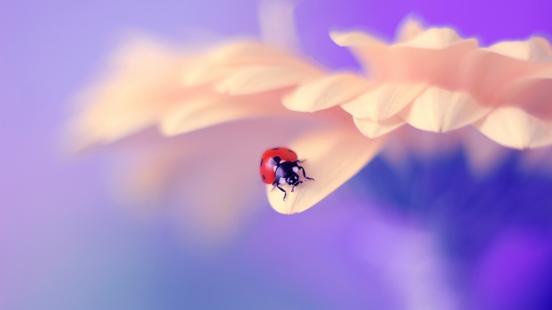 insect, nature, photography, beetle