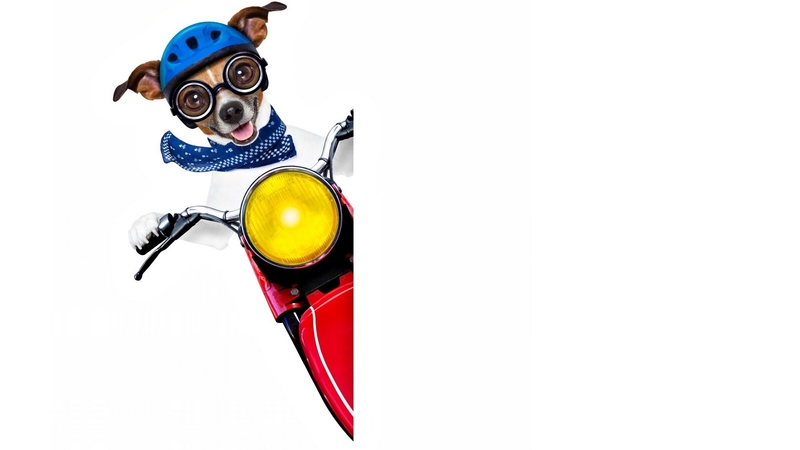 red, caine, yellow, motorbike, creative, hat, card, jack russell terrier, funny, white, dog, blue