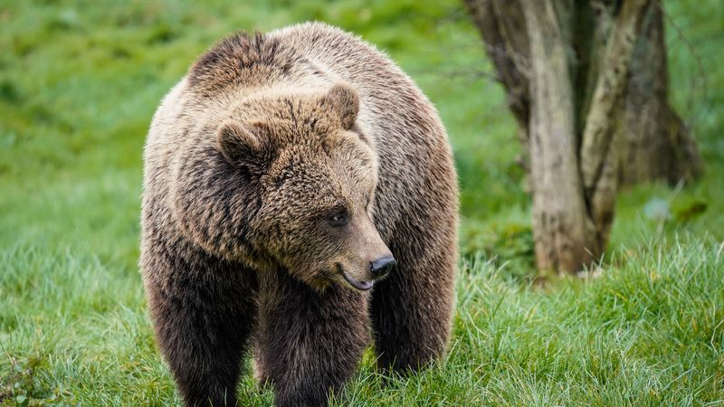 brown bear, cute, head, 4k