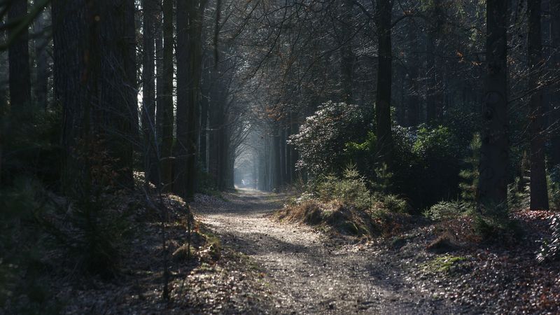 path, fog, trees, arch, 4k