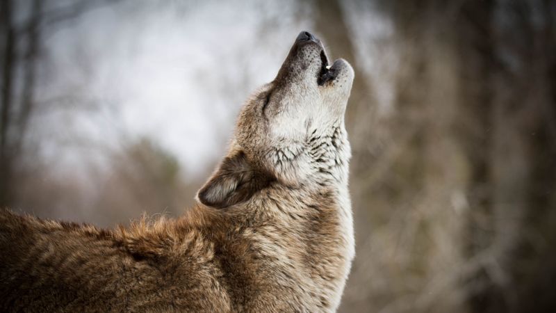 wolf, howling, predator, wildlife, 4k