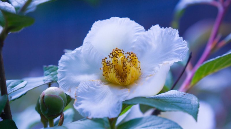 flowers, white, bud, peory