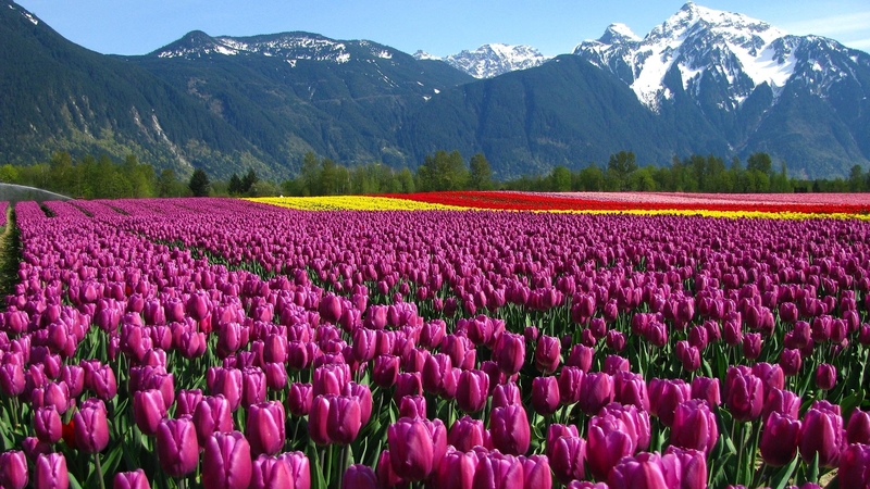 snow, mountains, flowers, nature, tulips, trees, field