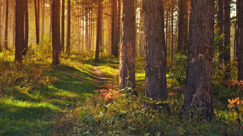 forest, path, trees, landscape, summer, 4k