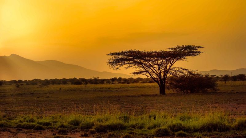 tree, desert, grass, 4k