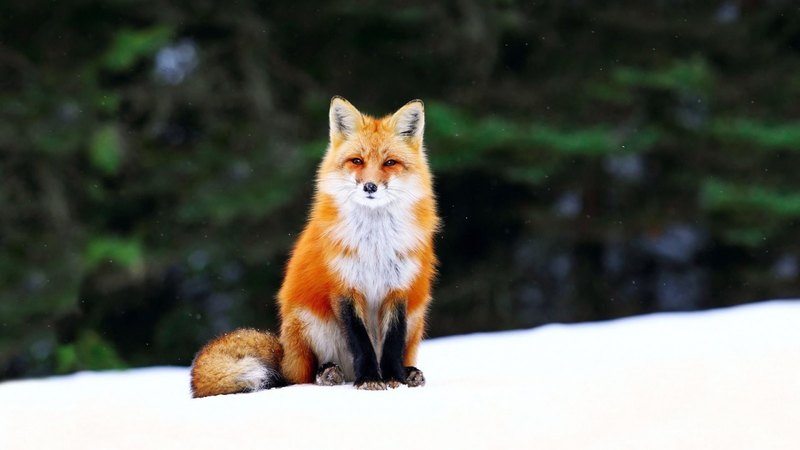 red, fox, snow, winter