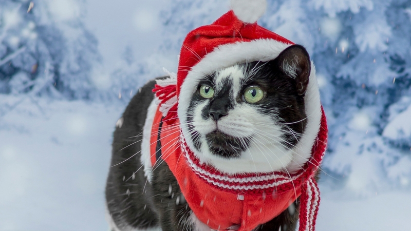 red, craciun, christmas, cat, animal, winter, hat, santa, snow, pisica