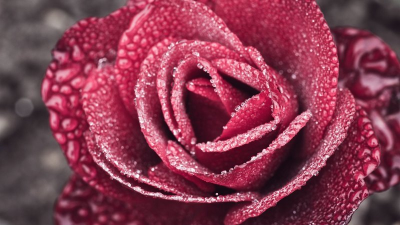 rose, water drops, macro, flower, skin, pink