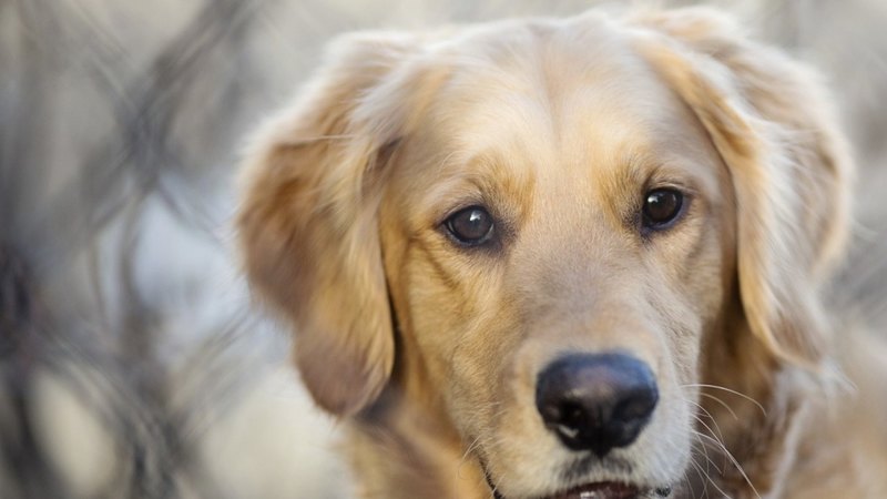 pretty, lovely, playful dog, pay, playful, beautiful, sweet, dog face, cute, puppies, bubbles, beauty, face, animals, dogs, puppy