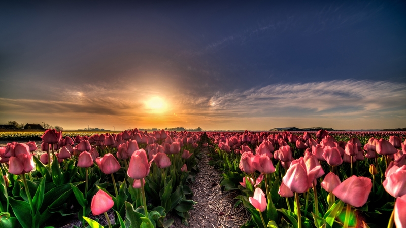 field, sky, sunset, nature, sun