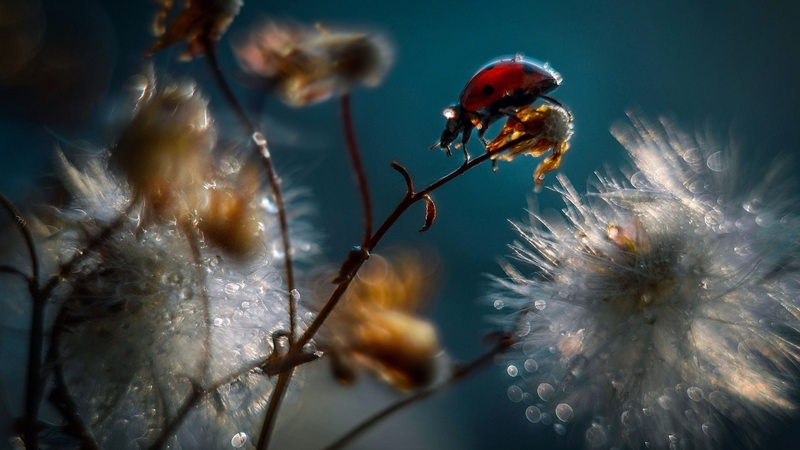 seeds, insect, flowers, raindrops