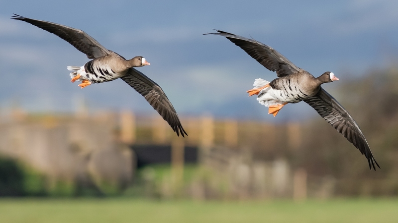 birds, geese, wings, flight