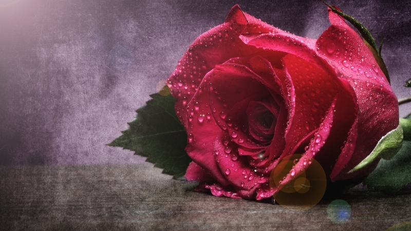 rose, bud, nature, flower