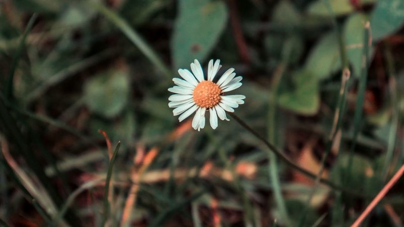 chamomile, flower, field flower, blur, 4k