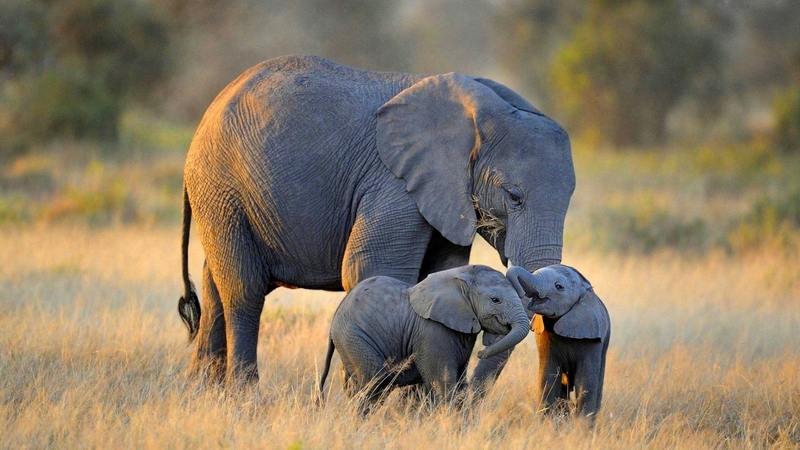 animal, baby, family, elephant, wildlife