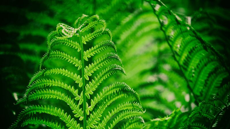 fern, leaf, macro, plant, 4k