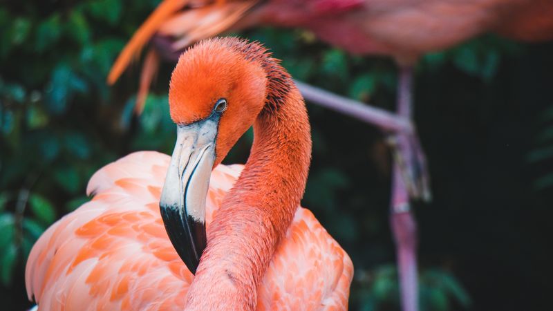 flamingo, bird, beak, plumage, neck, 4k